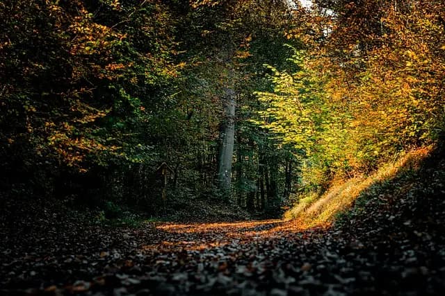 How to Create a Balanced Walking Routine for Fitness Success