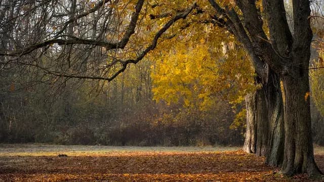 How to Build a Sustainable Walking Routine for Optimal Fitness
