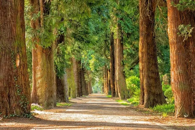 How to Create a Personalized Walking Plan for Fitness Success