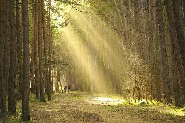 Exploring the Benefits of Walking for Your Fitness Journey